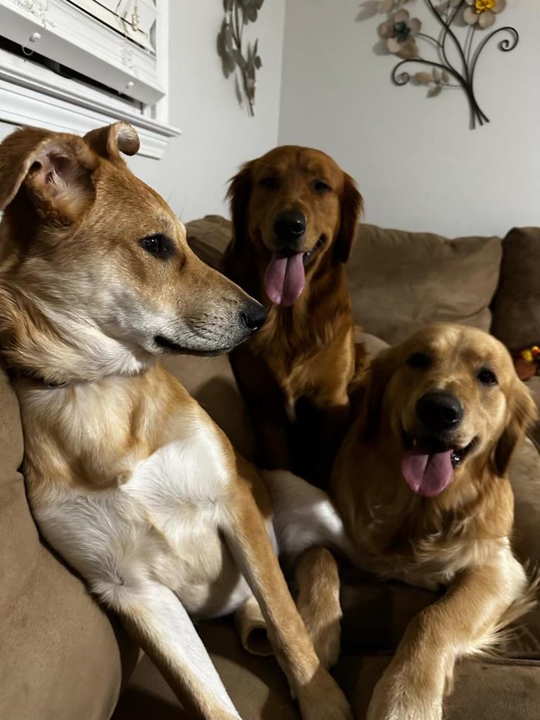 Helen, a Adoptable mixed breed in Johnston , RI image 2/6