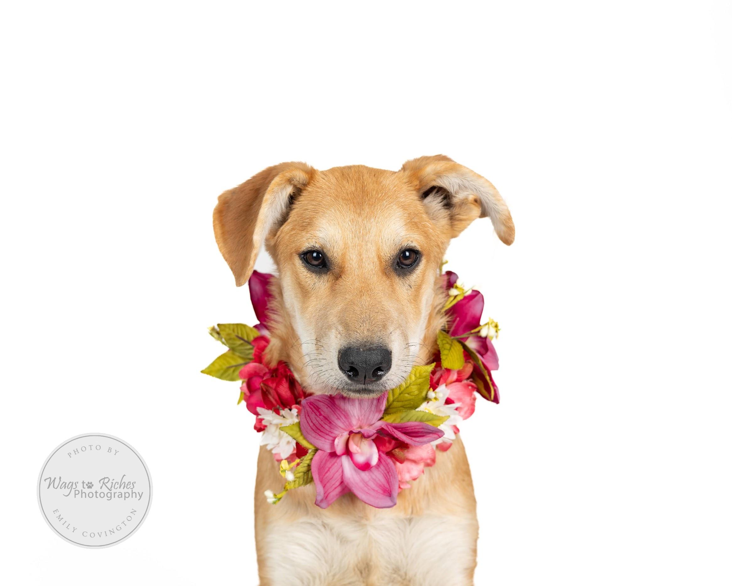 Helen, a Adoptable mixed breed in Johnston , RI image 4/6