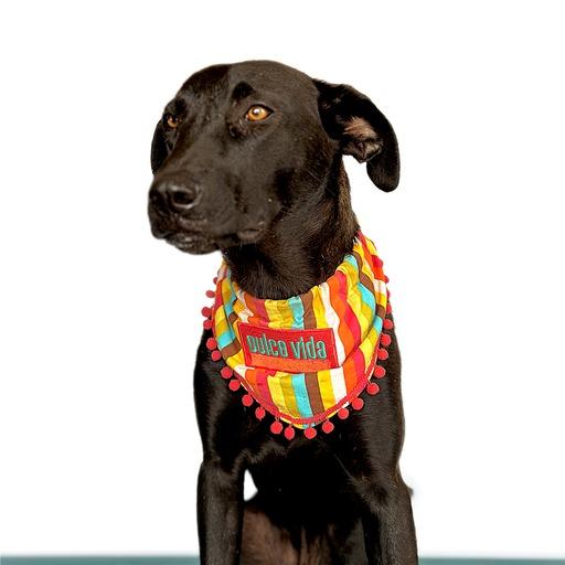 Enlarge ROMEO, a Adoptable mixed breed in San Diego, CA image 1/6