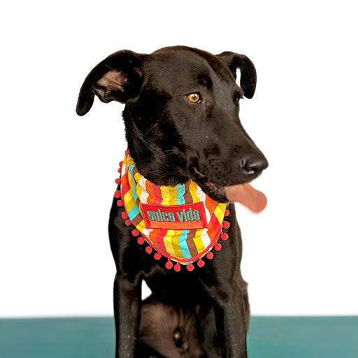 Enlarge ROMEO, a Adoptable mixed breed in San Diego, CA image 2/6