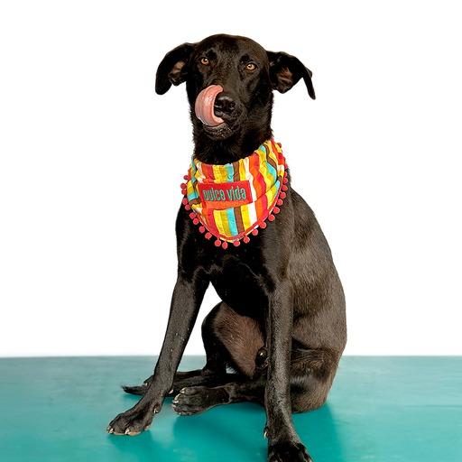 Enlarge ROMEO, a Adoptable mixed breed in San Diego, CA image 3/6