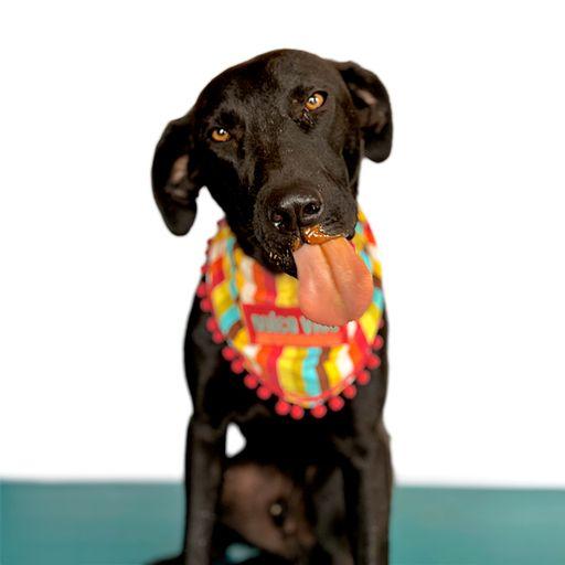 Enlarge ROMEO, a Adoptable mixed breed in San Diego, CA image 4/6