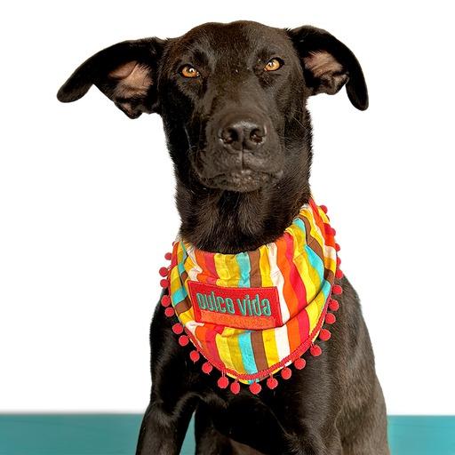 Enlarge ROMEO, a Adoptable mixed breed in San Diego, CA image 5/6