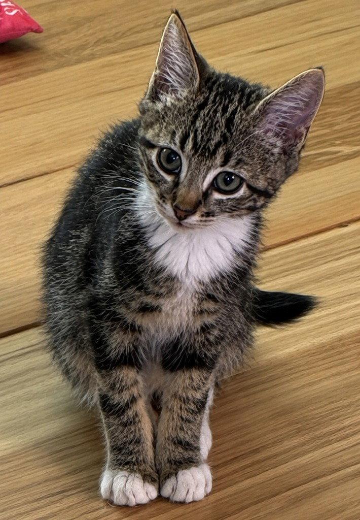 26-28 Barry, Adoptable, Kitten Male Domestic Short Hair.
