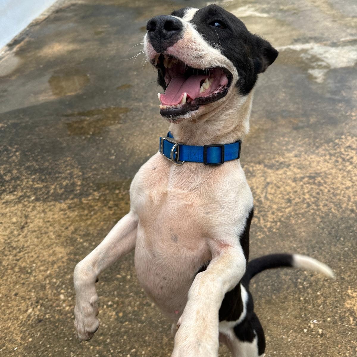 TONKA BUD "I am your boy!" (Currently in Puerto Rico), Adoptable, Young Male Labrador Retriever.