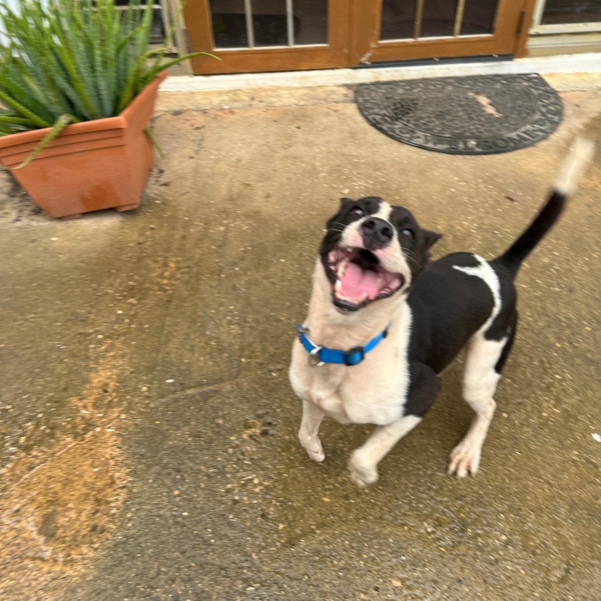 Enlarge TONKA BUD "I am your boy!" (Currently in Puerto Rico), a Adoptable mixed breed in New York, NY image 2/3