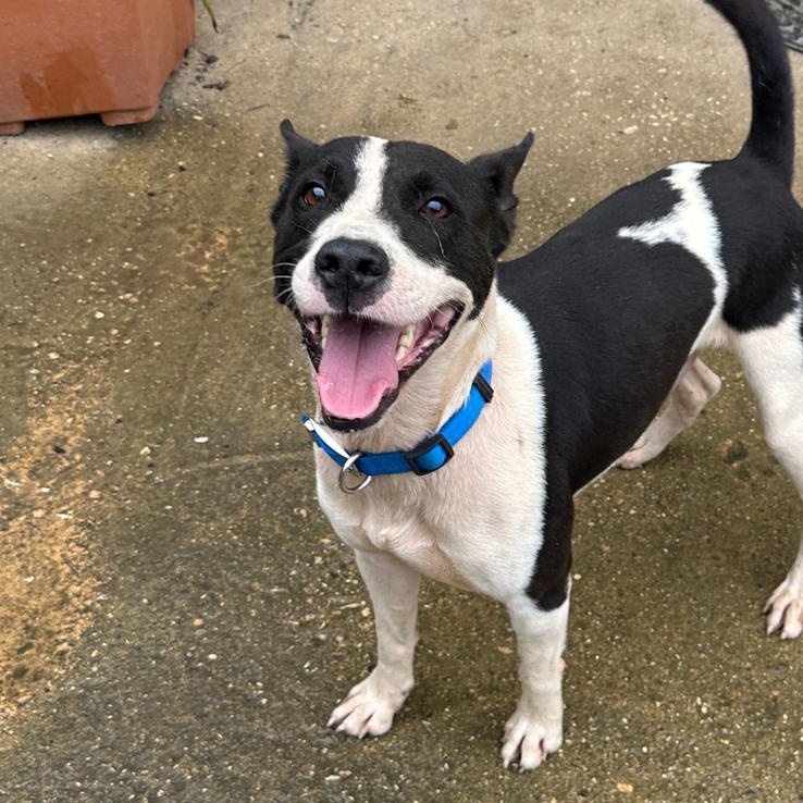 Enlarge TONKA BUD "I am your boy!" (Currently in Puerto Rico), a Adoptable mixed breed in New York, NY image 3/3