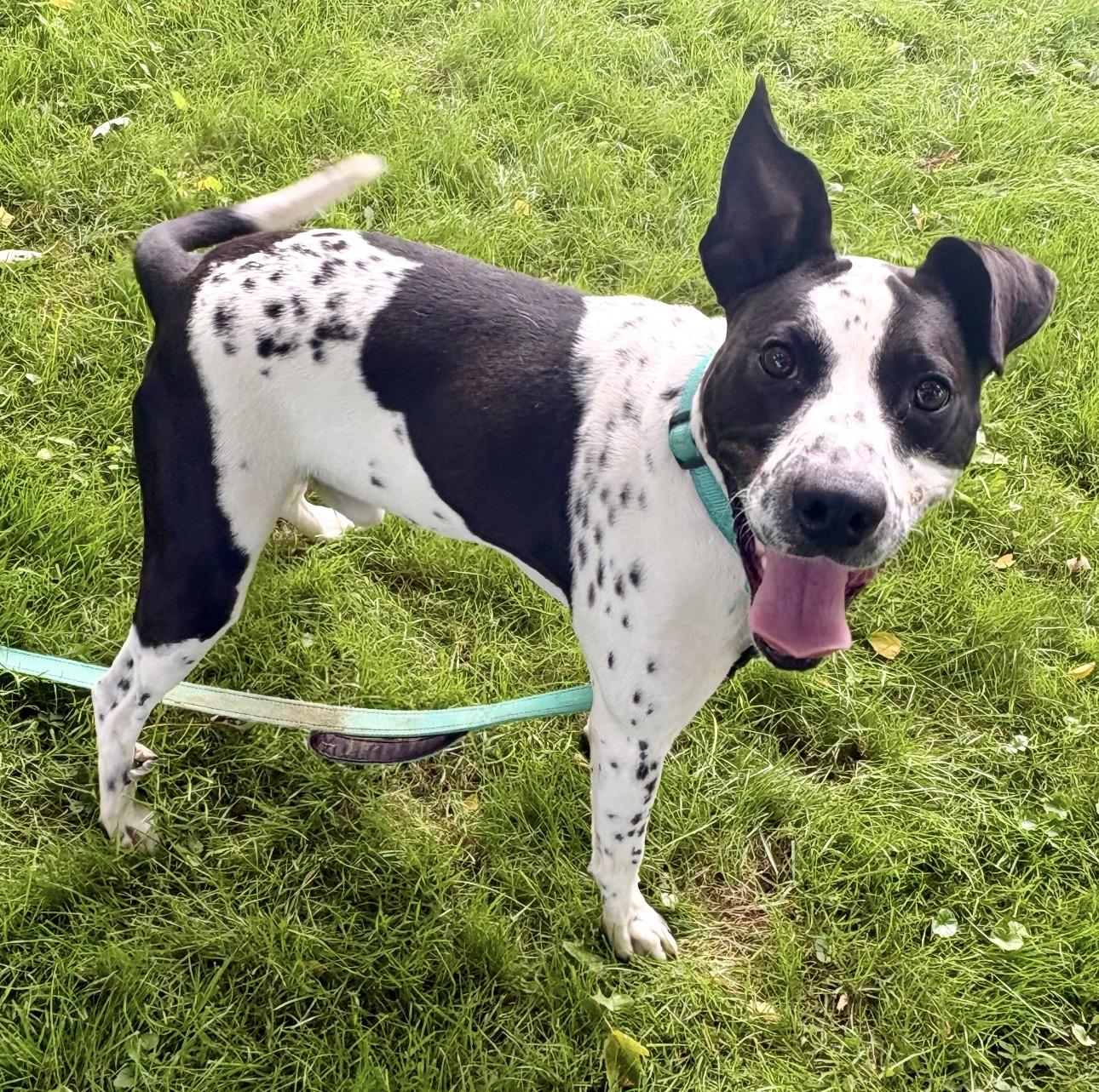 Enlarge Squirt, a Adoptable mixed breed in Youngstown, OH image 2/6