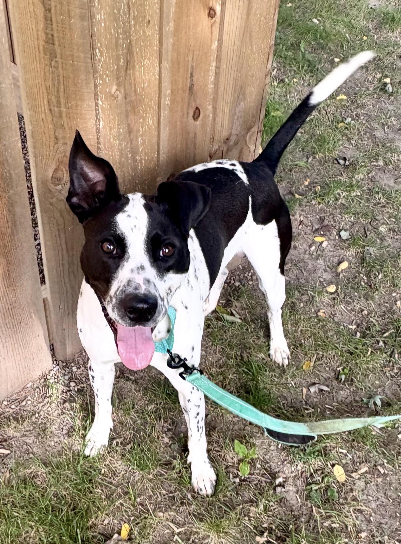 Enlarge Squirt, a Adoptable mixed breed in Youngstown, OH image 5/6