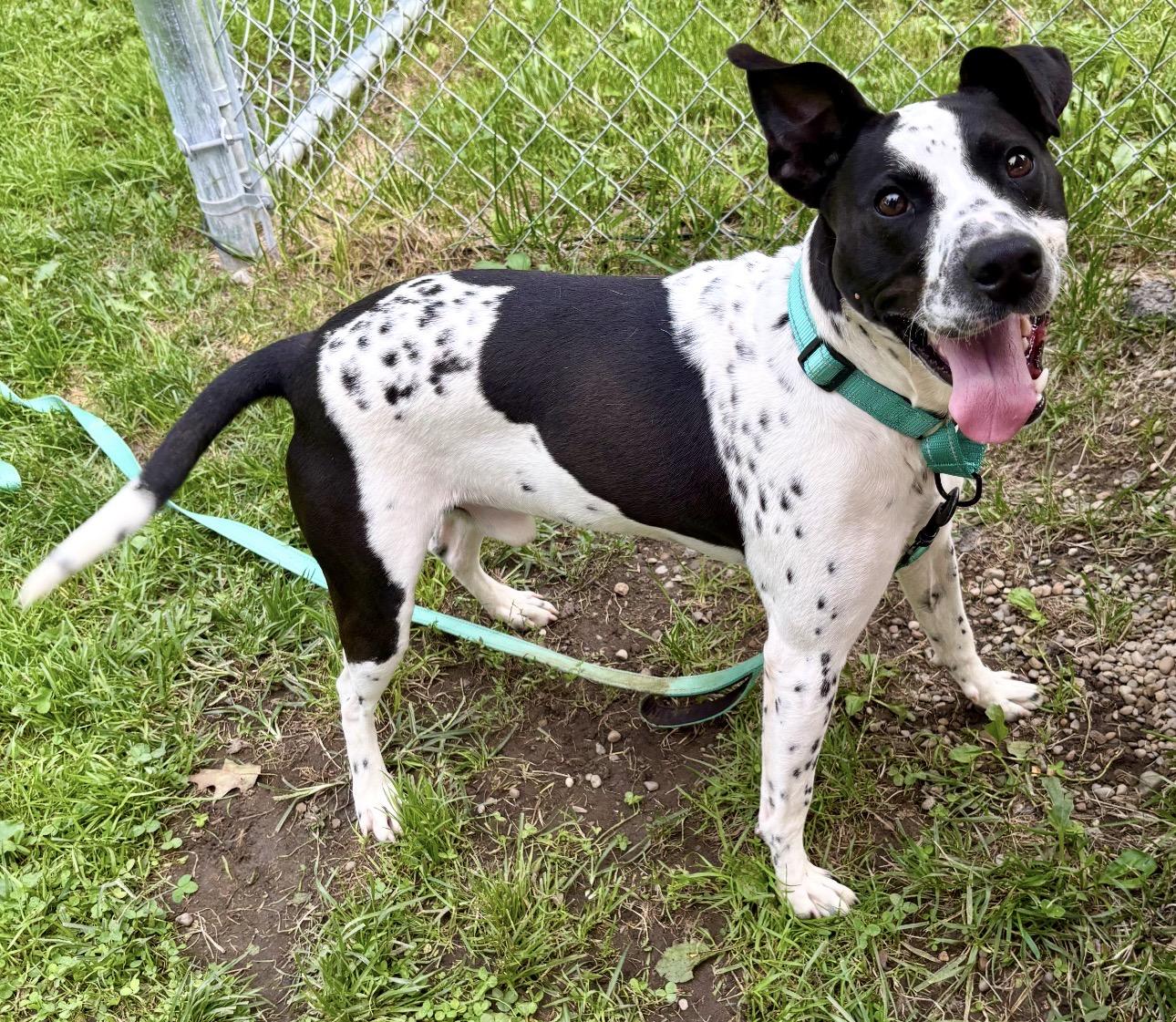 Enlarge Squirt, a Adoptable mixed breed in Youngstown, OH image 6/6