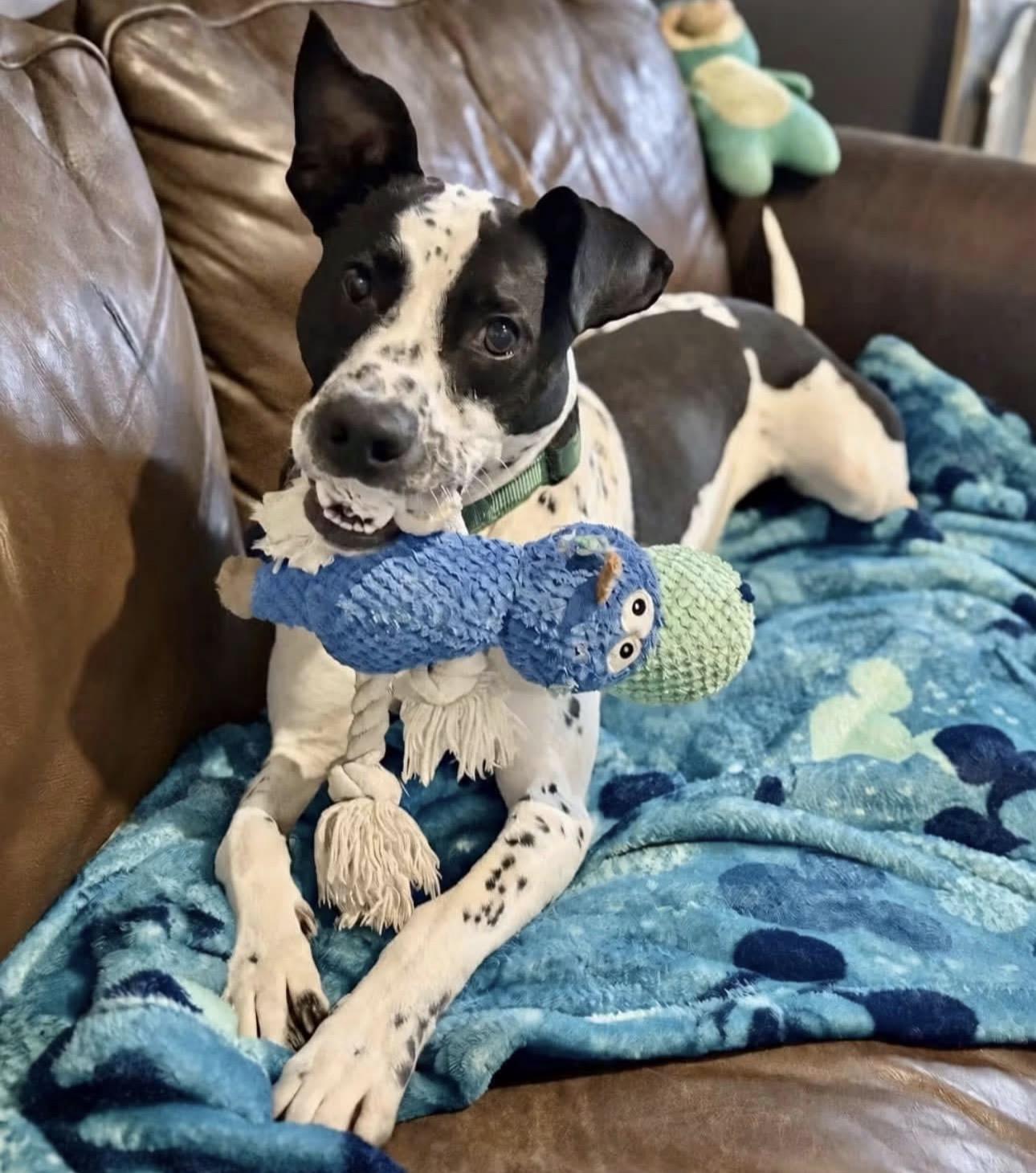 Squirt, Adoptable, Young Male Cattle Dog.