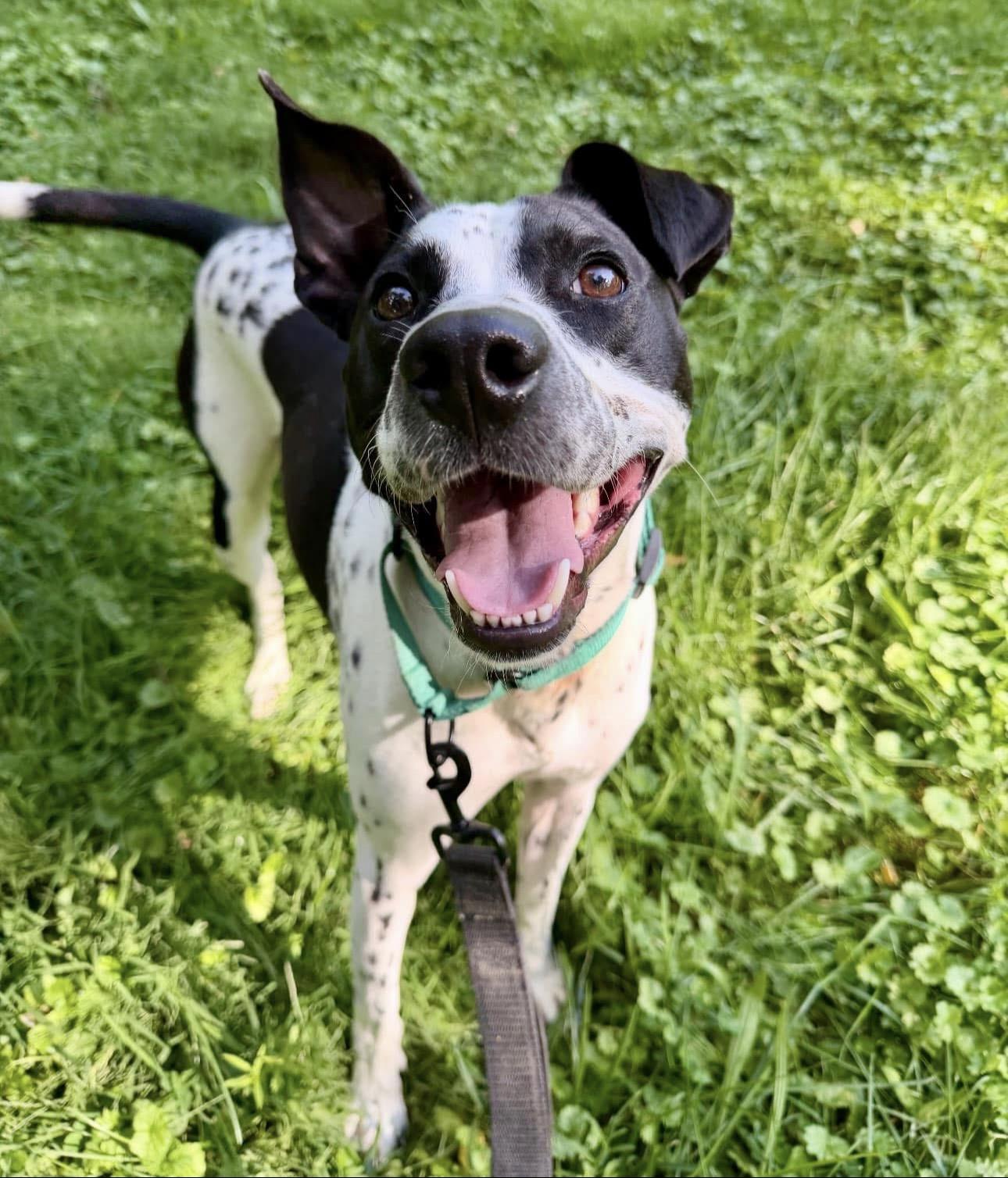 Enlarge Squirt, a Adoptable mixed breed in Youngstown, OH image 3/6