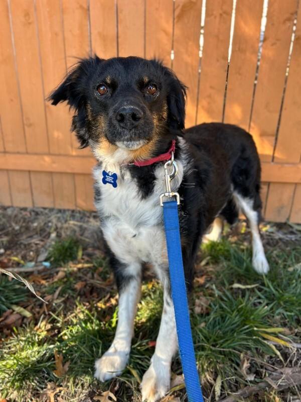 Enlarge Mary, a Adoptable mixed breed in Berkeley Heights, NJ image 1/6