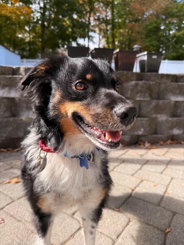 Enlarge Mary, a Adoptable mixed breed in Berkeley Heights, NJ image 2/6