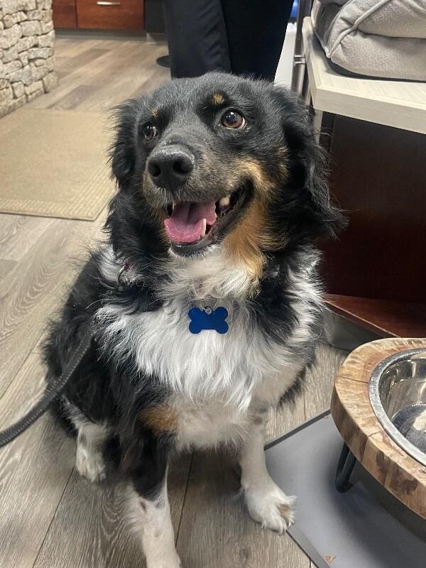 Enlarge Mary, a Adoptable mixed breed in Berkeley Heights, NJ image 2/6