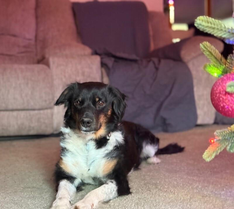 Enlarge Mary, a Adoptable mixed breed in Berkeley Heights, NJ image 2/6