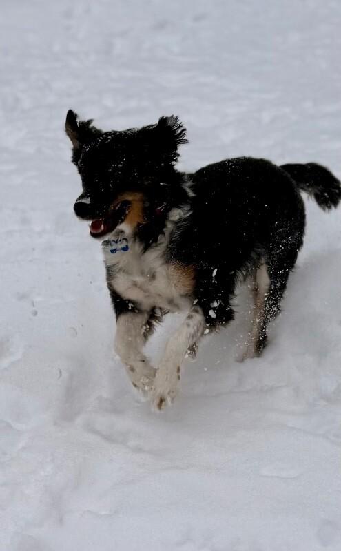 Enlarge Mary, a Adoptable mixed breed in Berkeley Heights, NJ image 3/6
