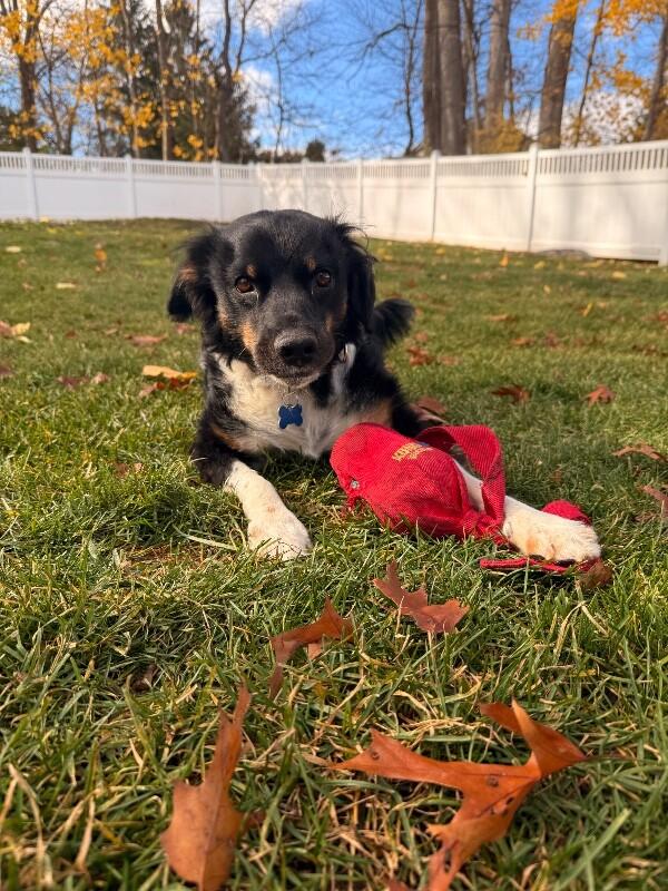 Enlarge Mary, a Adoptable mixed breed in Berkeley Heights, NJ image 3/6