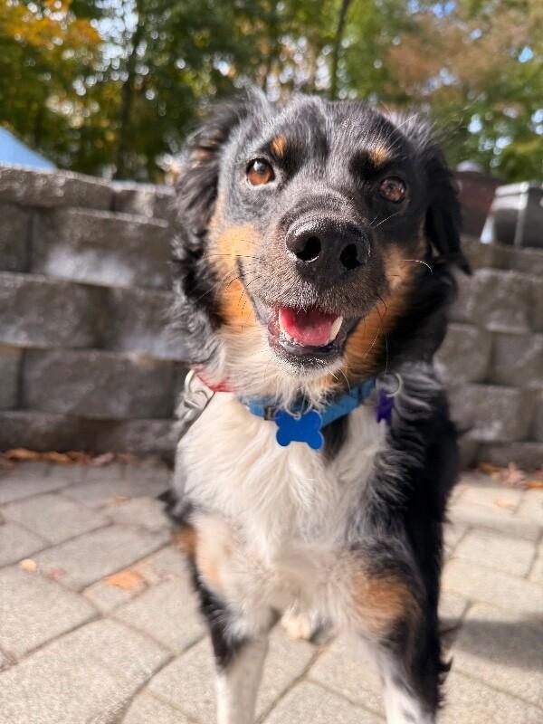 Enlarge Mary, a Adoptable mixed breed in Berkeley Heights, NJ image 4/6