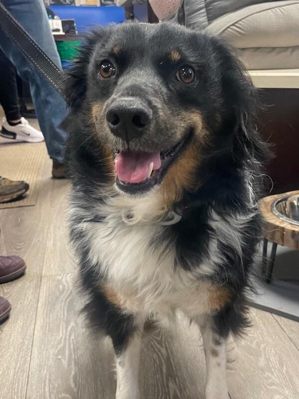 Enlarge Mary, a Adoptable mixed breed in Berkeley Heights, NJ image 4/6