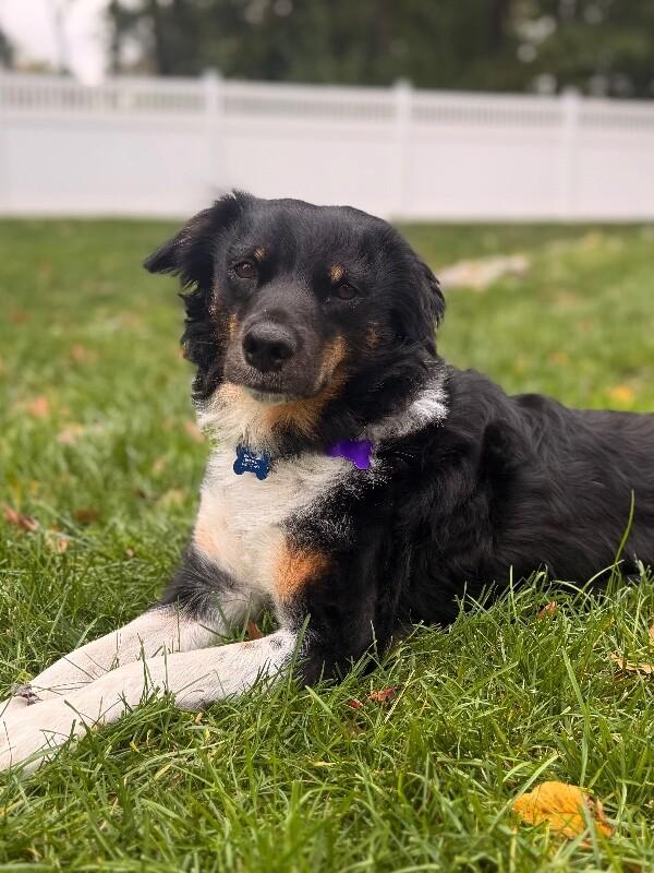 Enlarge Mary, a Adoptable mixed breed in Berkeley Heights, NJ image 5/6