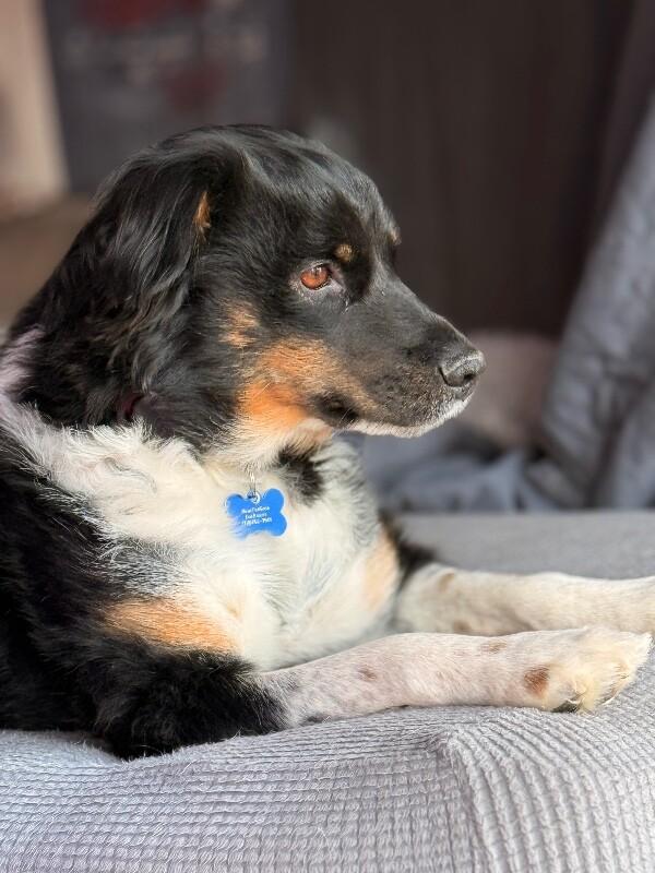 Enlarge Mary, a Adoptable mixed breed in Berkeley Heights, NJ image 6/6