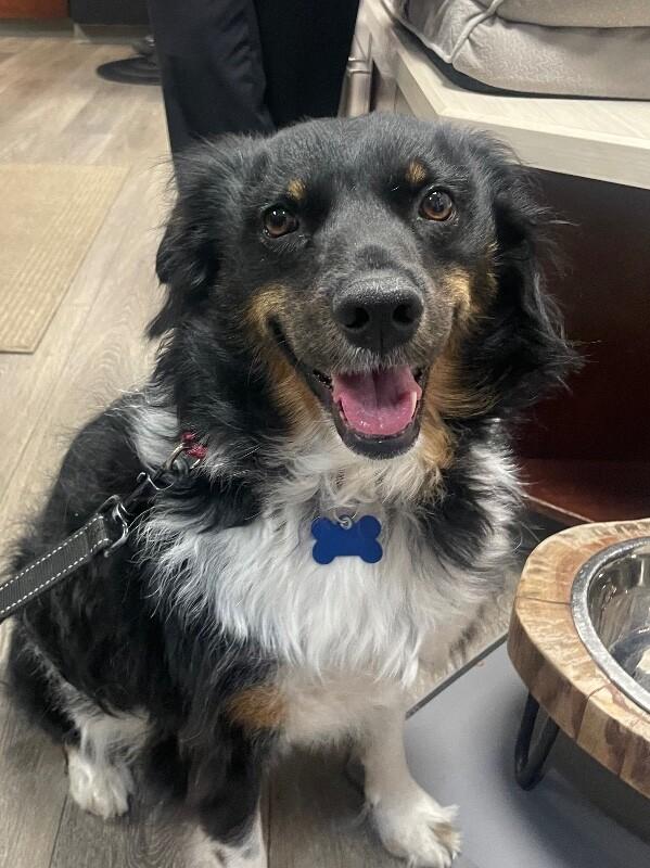 Enlarge Mary, a Adoptable mixed breed in Berkeley Heights, NJ image 6/6