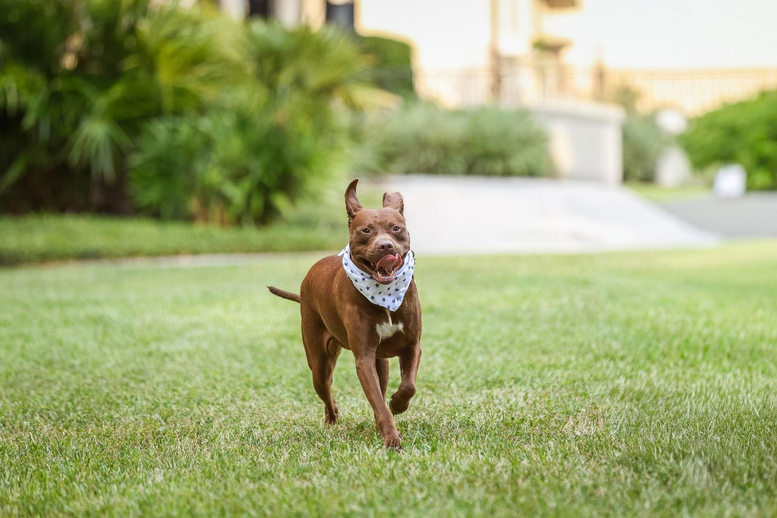 Autumn, a Adoptable Mixed Breed in Gainesville, FL image 3/3