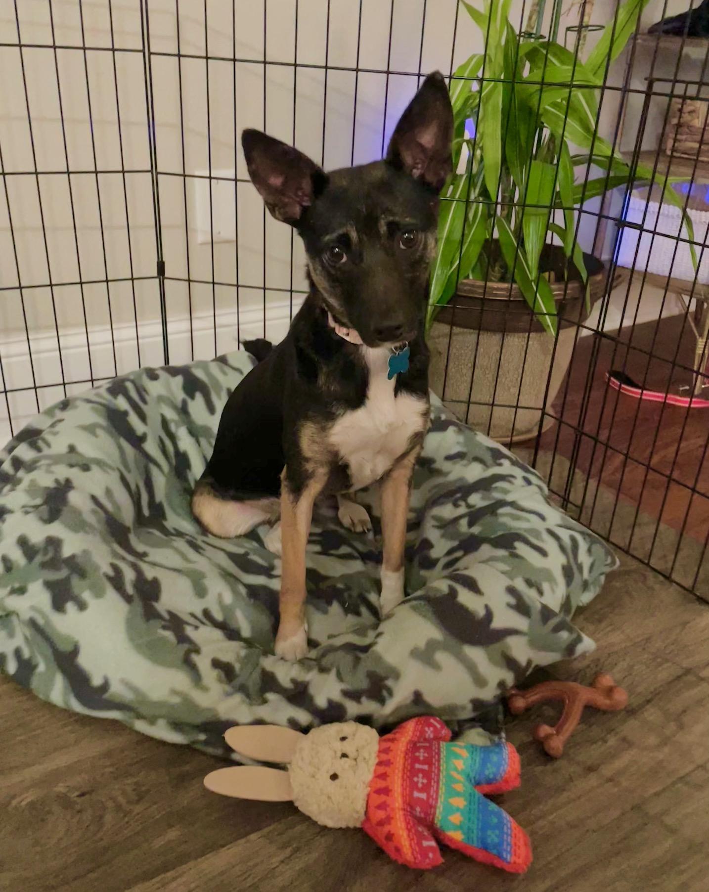 Enlarge Cece, a ADOPTABLE mixed breed in Minneapolis, MN image 2/6