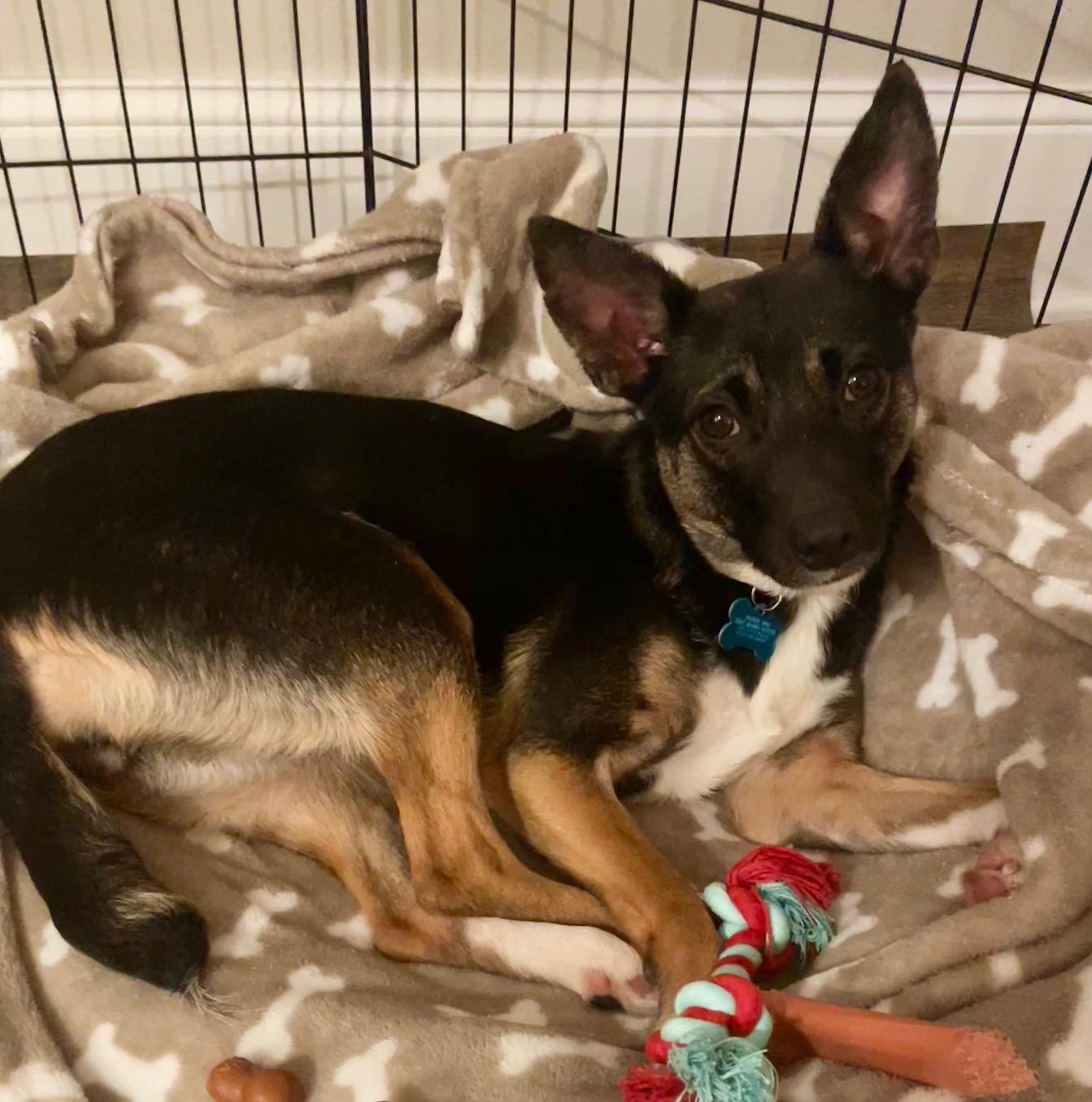 Enlarge Cece, a ADOPTABLE mixed breed in Minneapolis, MN image 4/6