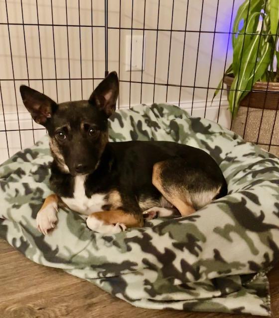 Enlarge Cece, a ADOPTABLE mixed breed in Minneapolis, MN image 5/6