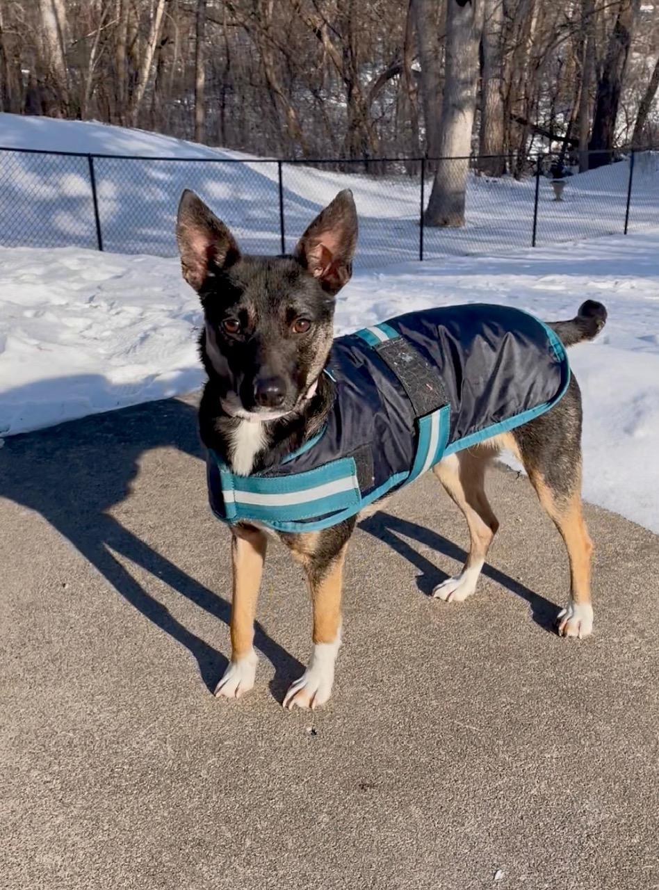 Enlarge Cece, a ADOPTABLE mixed breed in Minneapolis, MN image 1/6