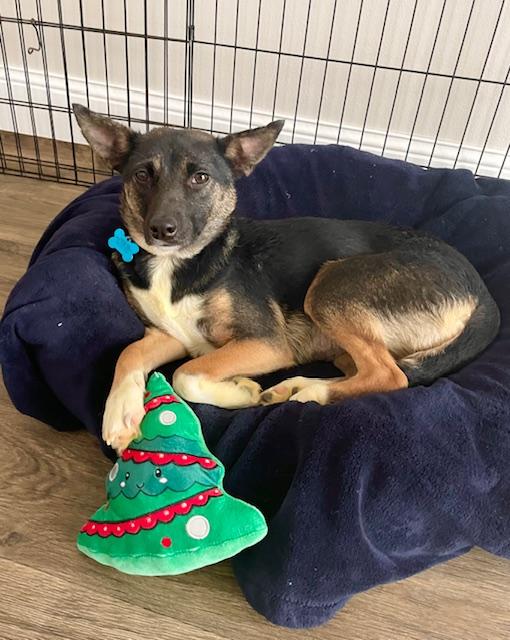 Enlarge Cece, a ADOPTABLE mixed breed in Minneapolis, MN image 3/6