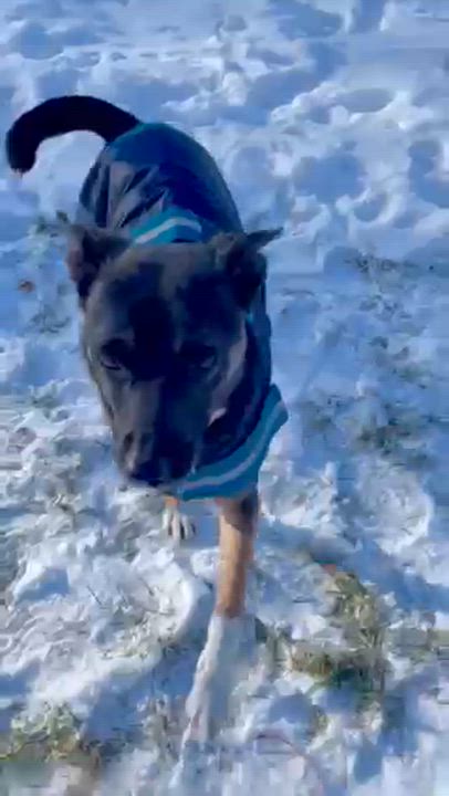 Enlarge Cece, a ADOPTABLE mixed breed in Minneapolis, MN video 6/6