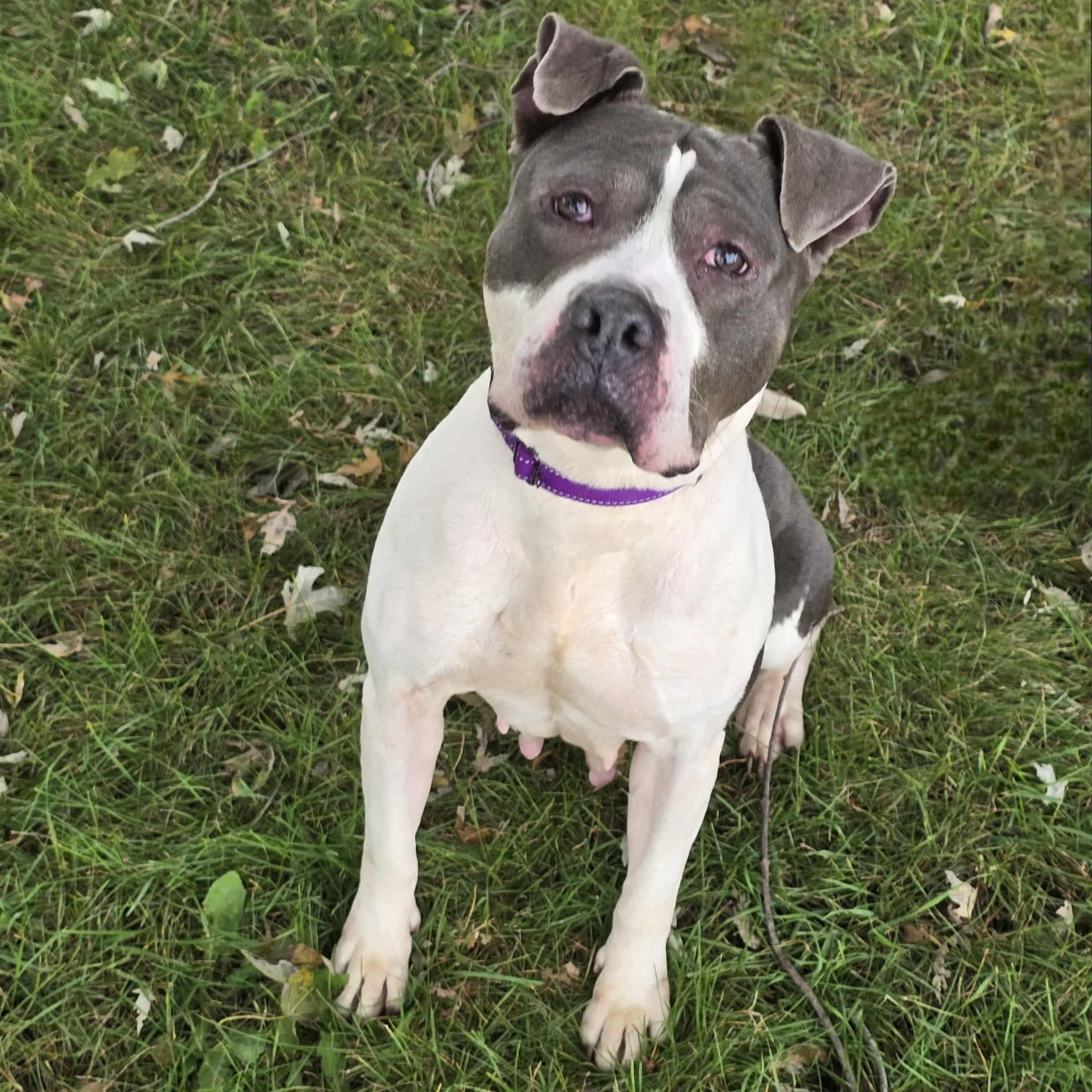 Enlarge Diamond, a Adoptable mixed breed in Waterloo, IA image 1/3