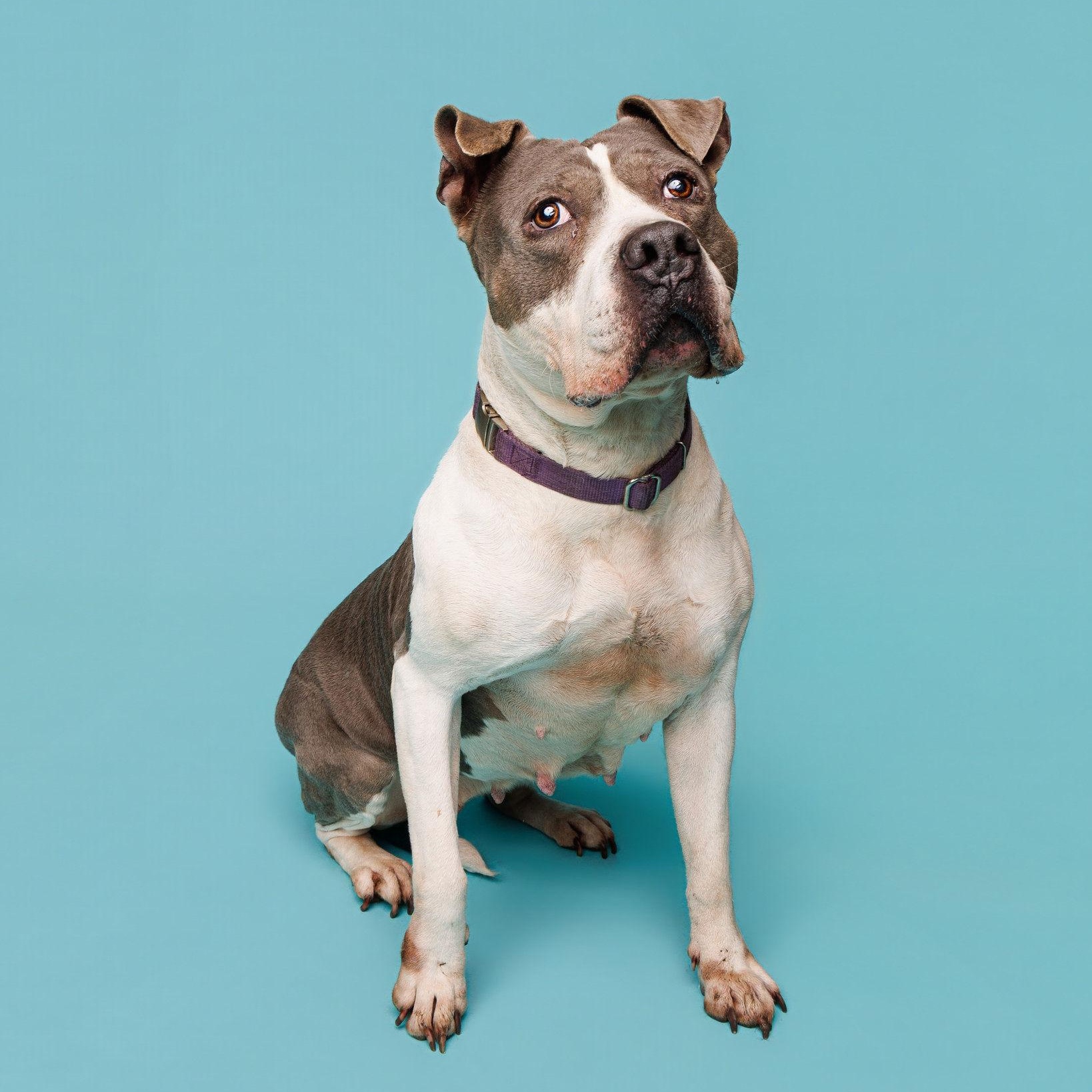 Diamond, a Adoptable mixed breed in Waterloo, IA image 1/4