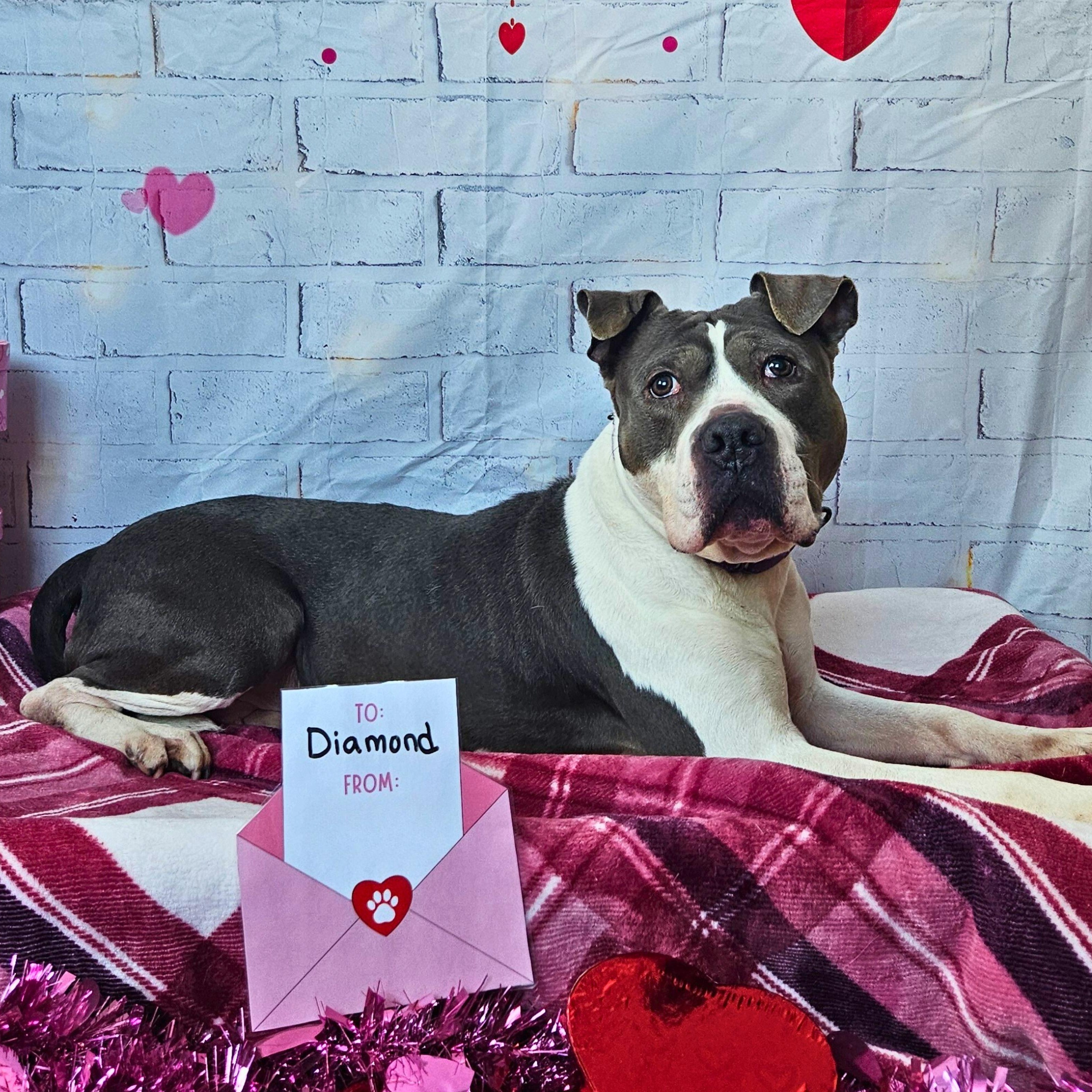 Diamond, a Adoptable mixed breed in Waterloo, IA image 3/4