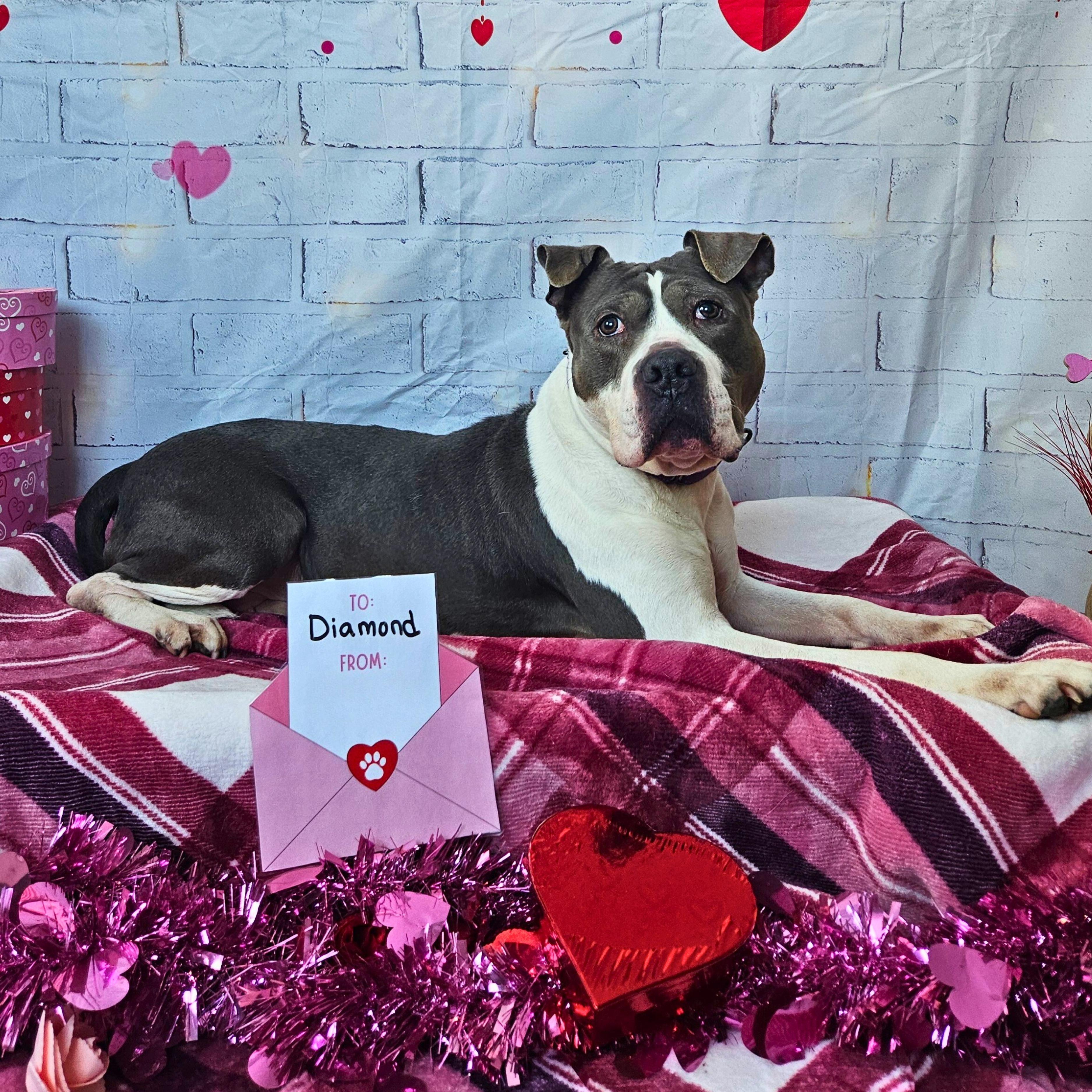 Enlarge Diamond, a Adoptable mixed breed in Waterloo, IA image 2/3