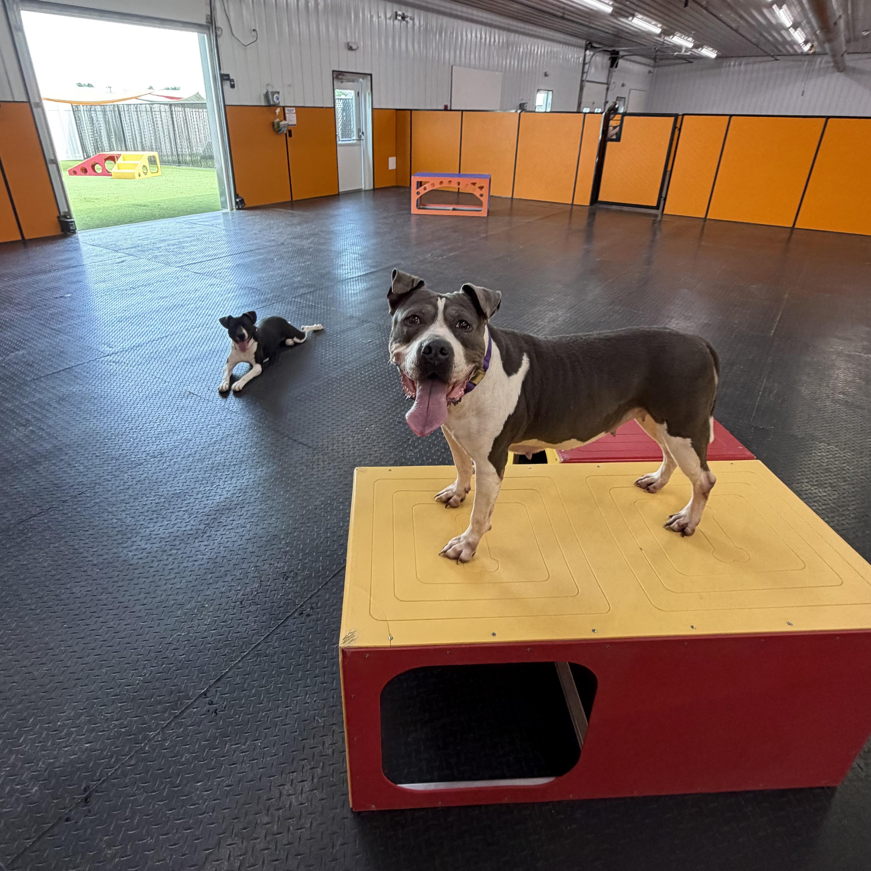 Diamond, a Adoptable mixed breed in Waterloo, IA image 3/6