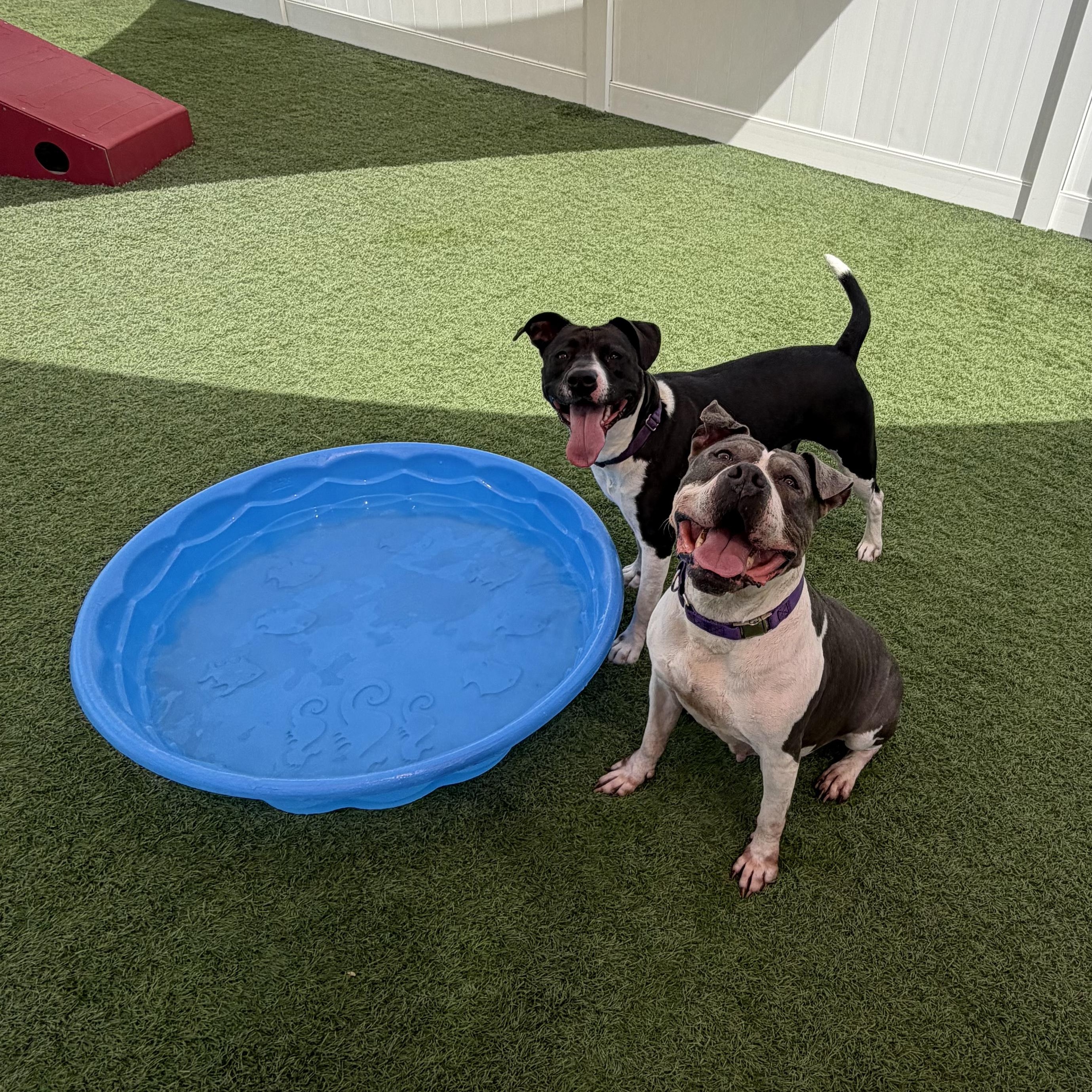 Diamond, a Adoptable mixed breed in Waterloo, IA image 2/6