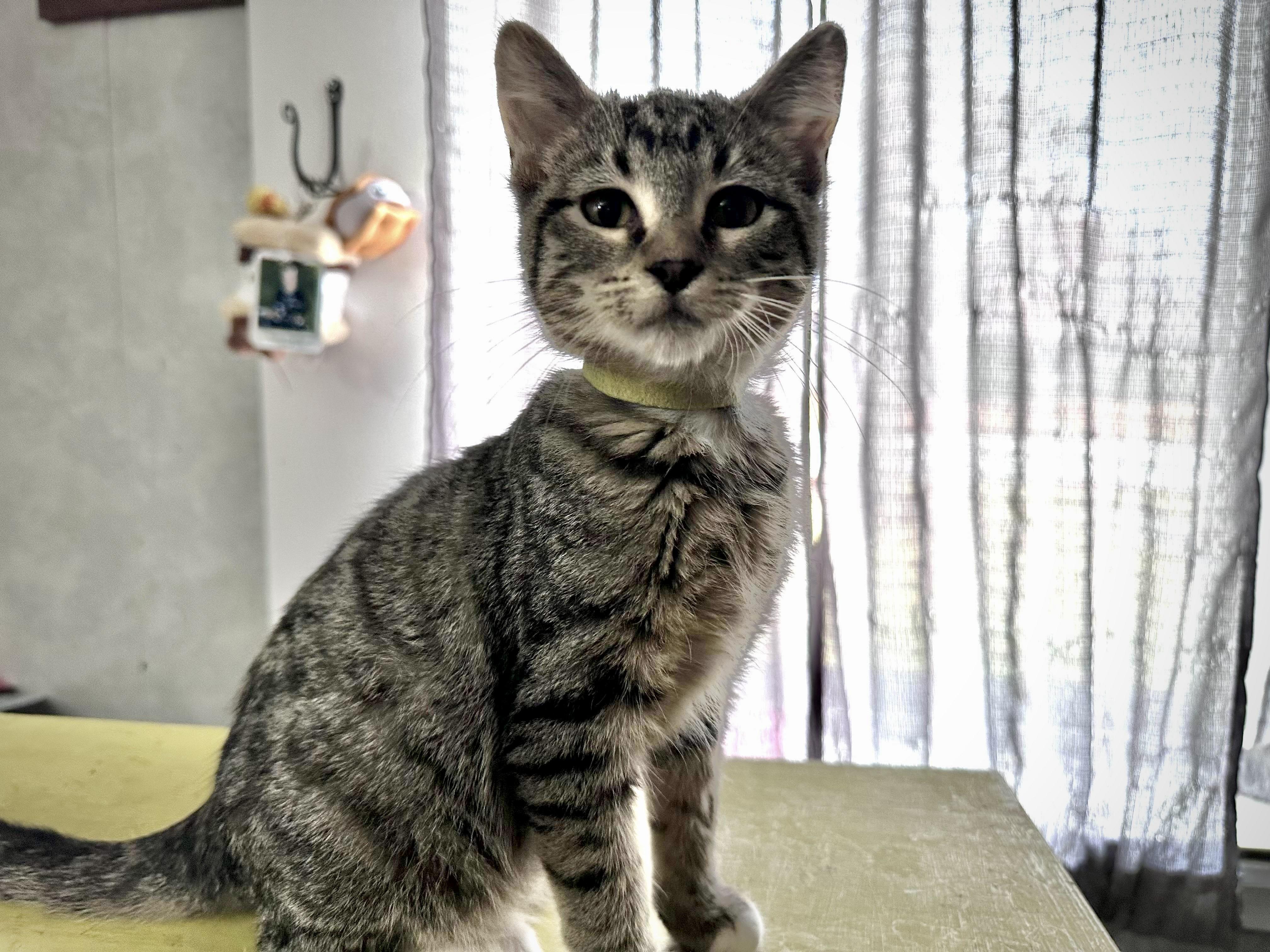 Enlarge Ace, a Adoptable Domestic Short Hair in Milwaukee, WI image 1/3