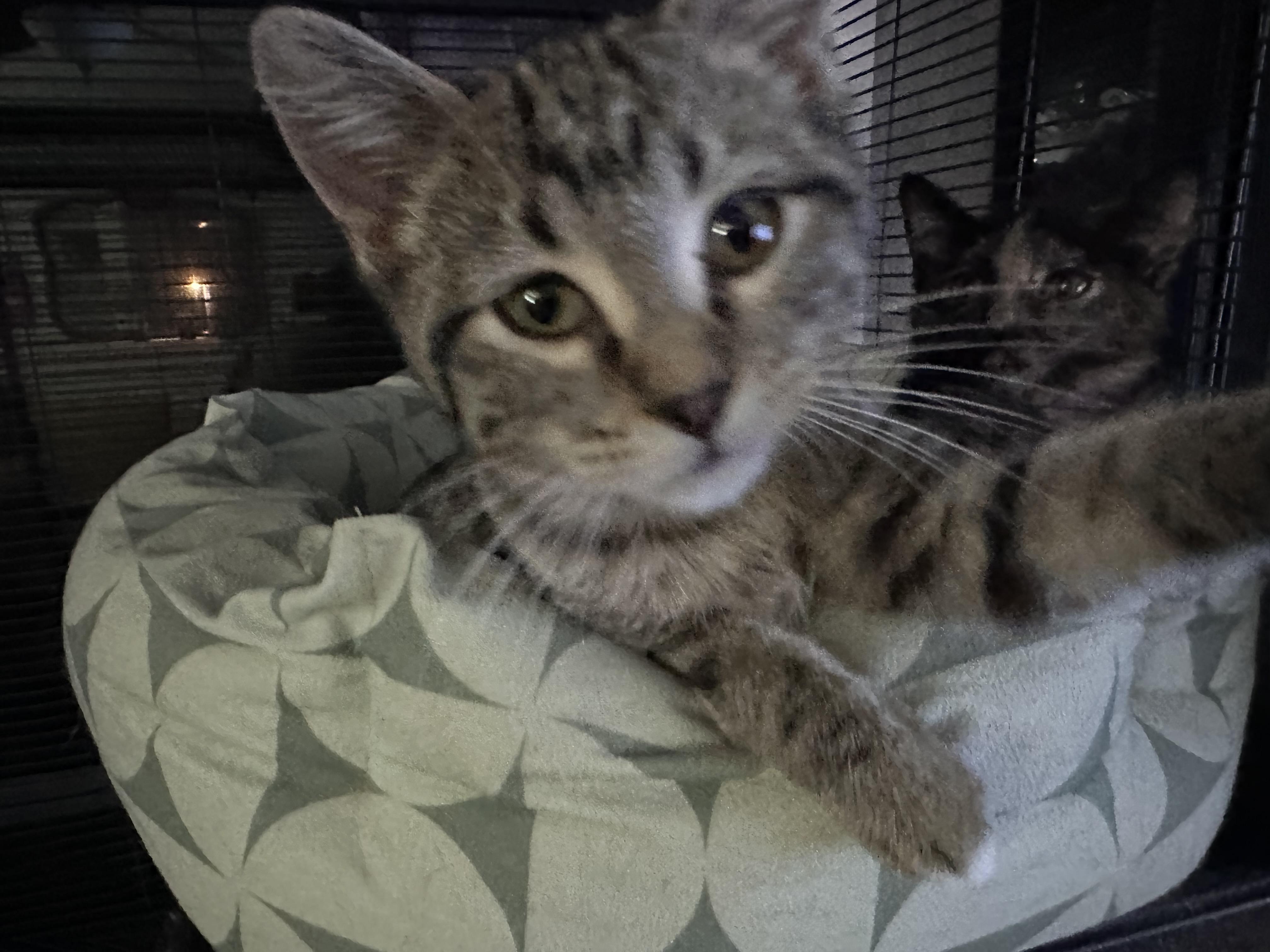 Enlarge Ace, a Adoptable Domestic Short Hair in Milwaukee, WI image 2/3