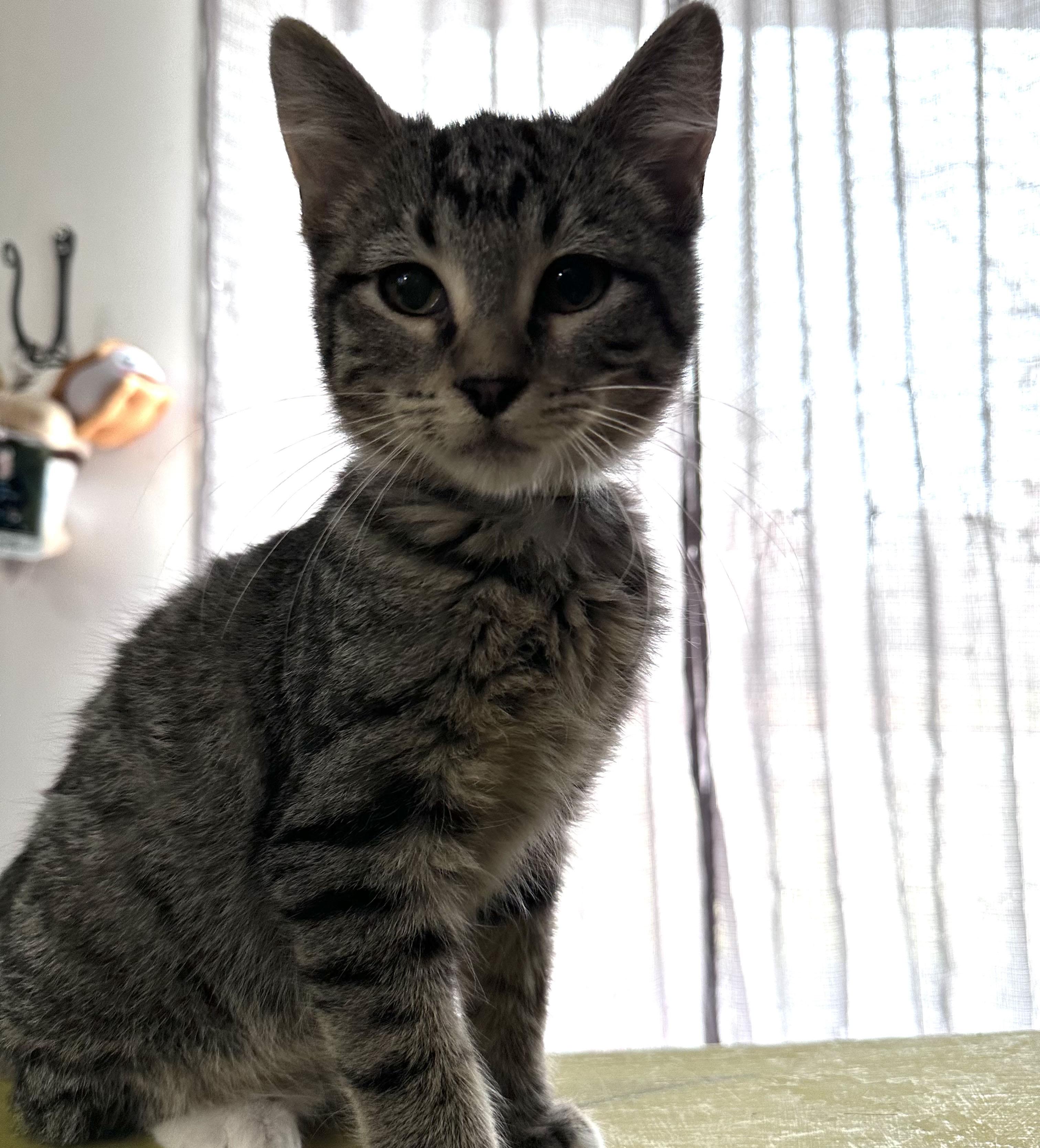 Enlarge Ace, a Adoptable Domestic Short Hair in Milwaukee, WI image 3/3