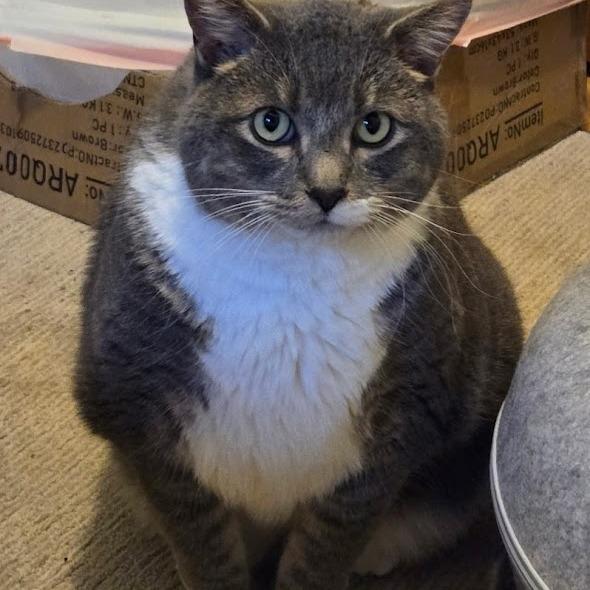 Enlarge Bubba, a Adoptable mixed breed in Grand Rapids, MN image 2/3