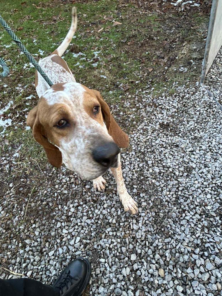 Donnie, Adoptable, Senior Male Redbone Coonhound.