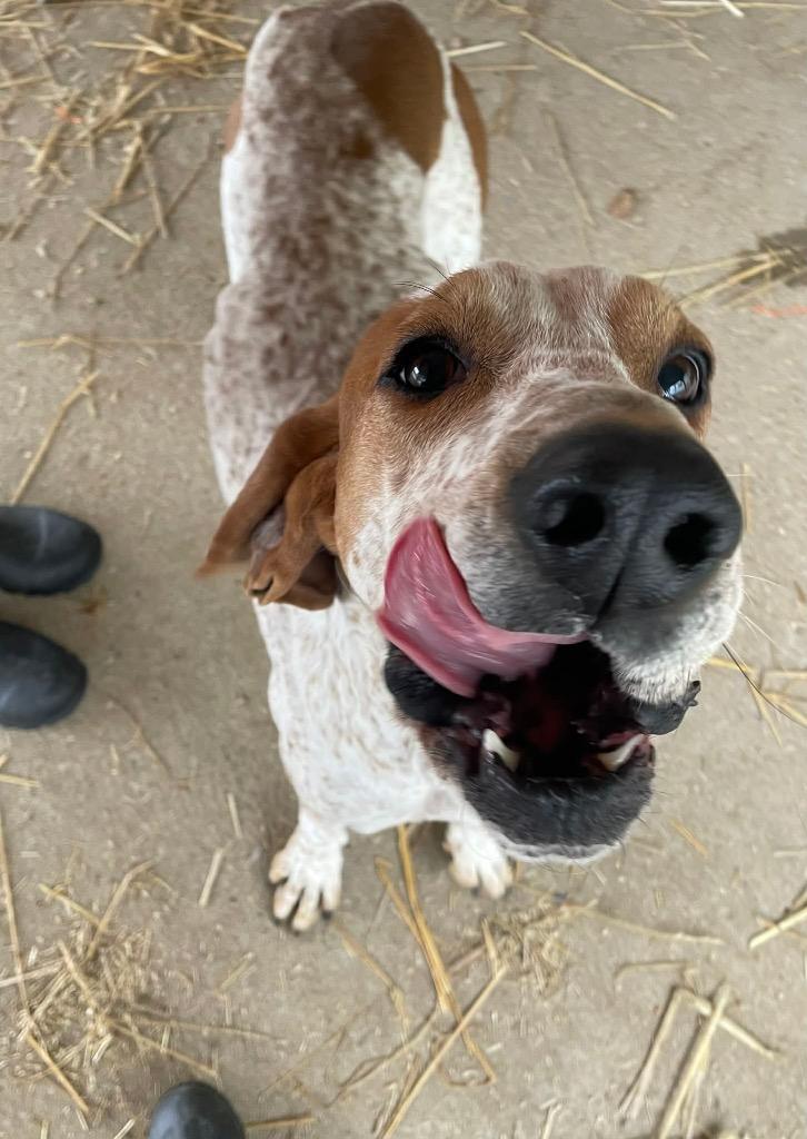 Enlarge Donnie, a Adoptable mixed breed in Parsons, WV image 4/4
