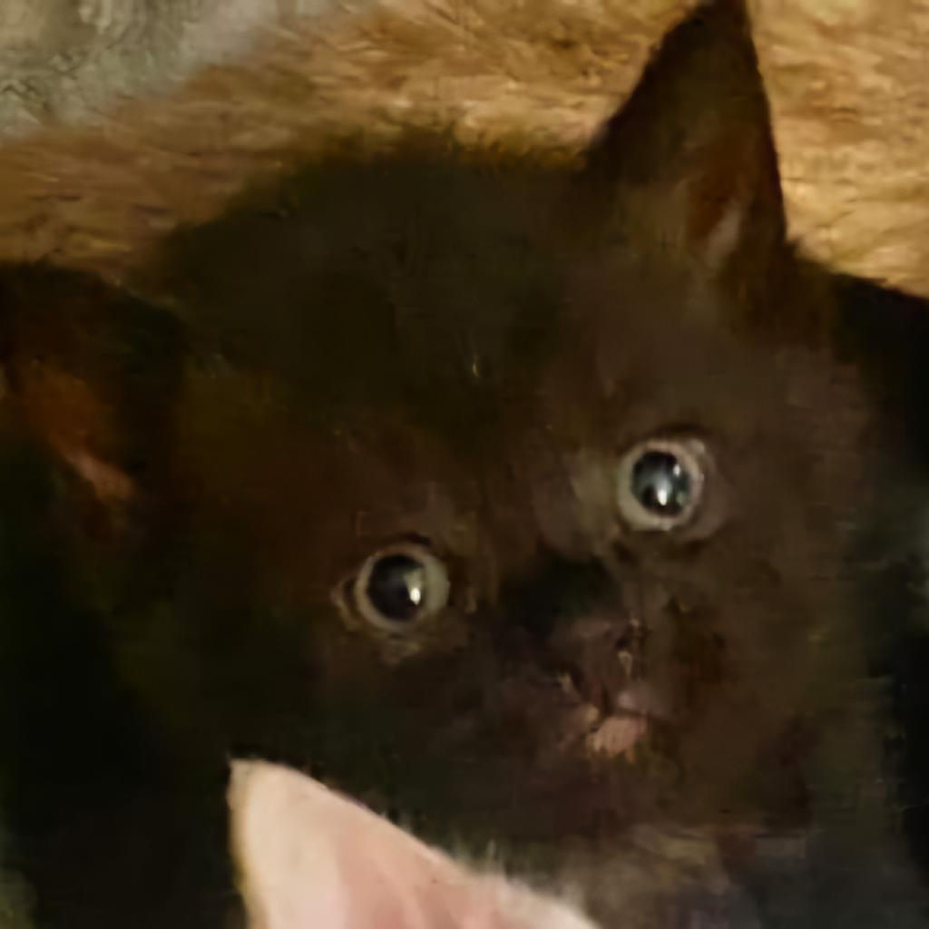 Enlarge Emerald/Cookie, a Adoptable Domestic Short Hair in Winchester, VA image 1/5