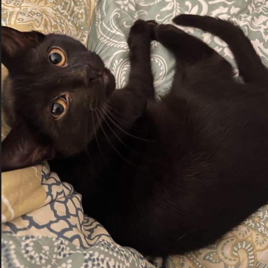 Enlarge Emerald/Cookie, a Adoptable Domestic Short Hair in Winchester, VA image 2/5