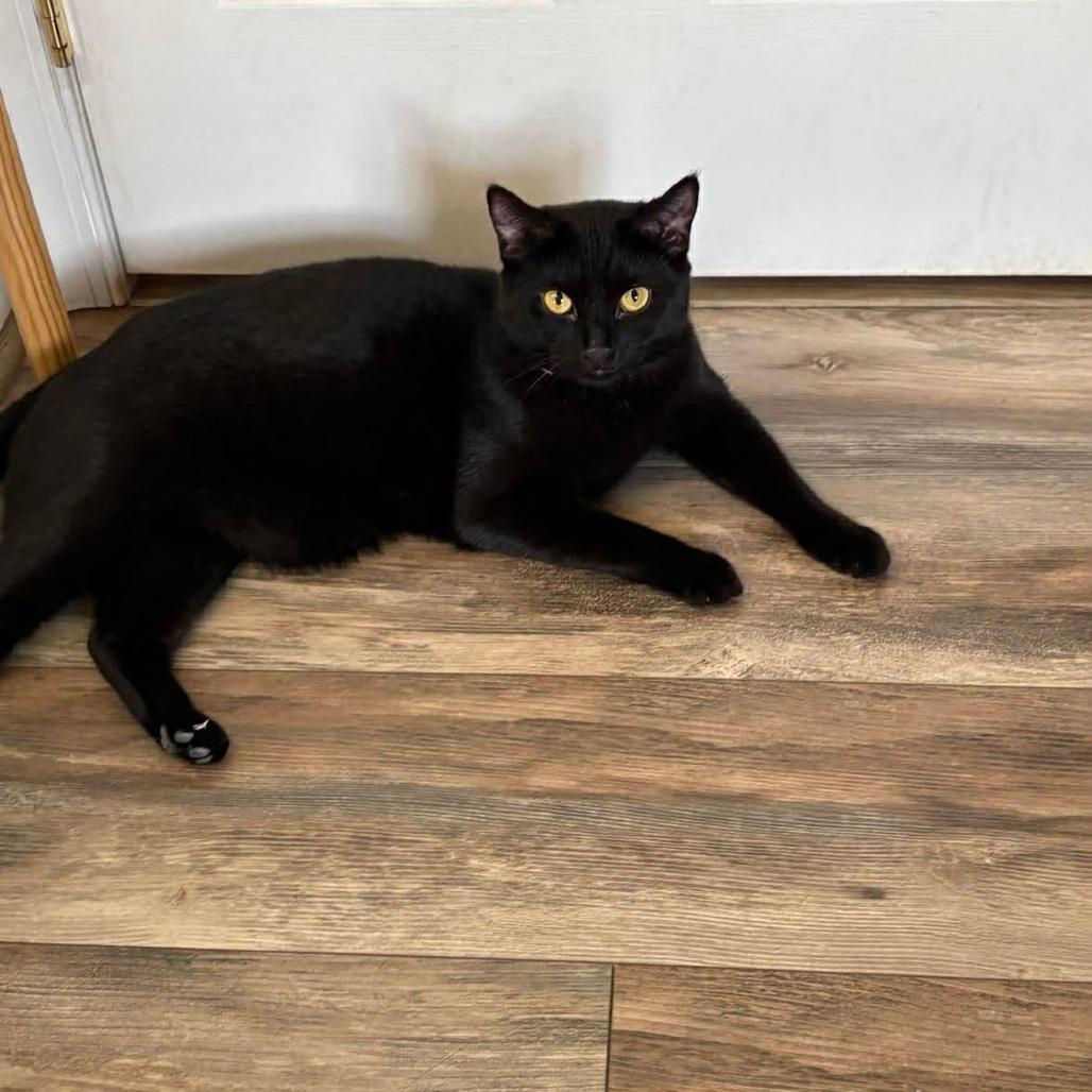 Enlarge Emerald/Cookie, a Adoptable Domestic Short Hair in Winchester, VA image 4/6