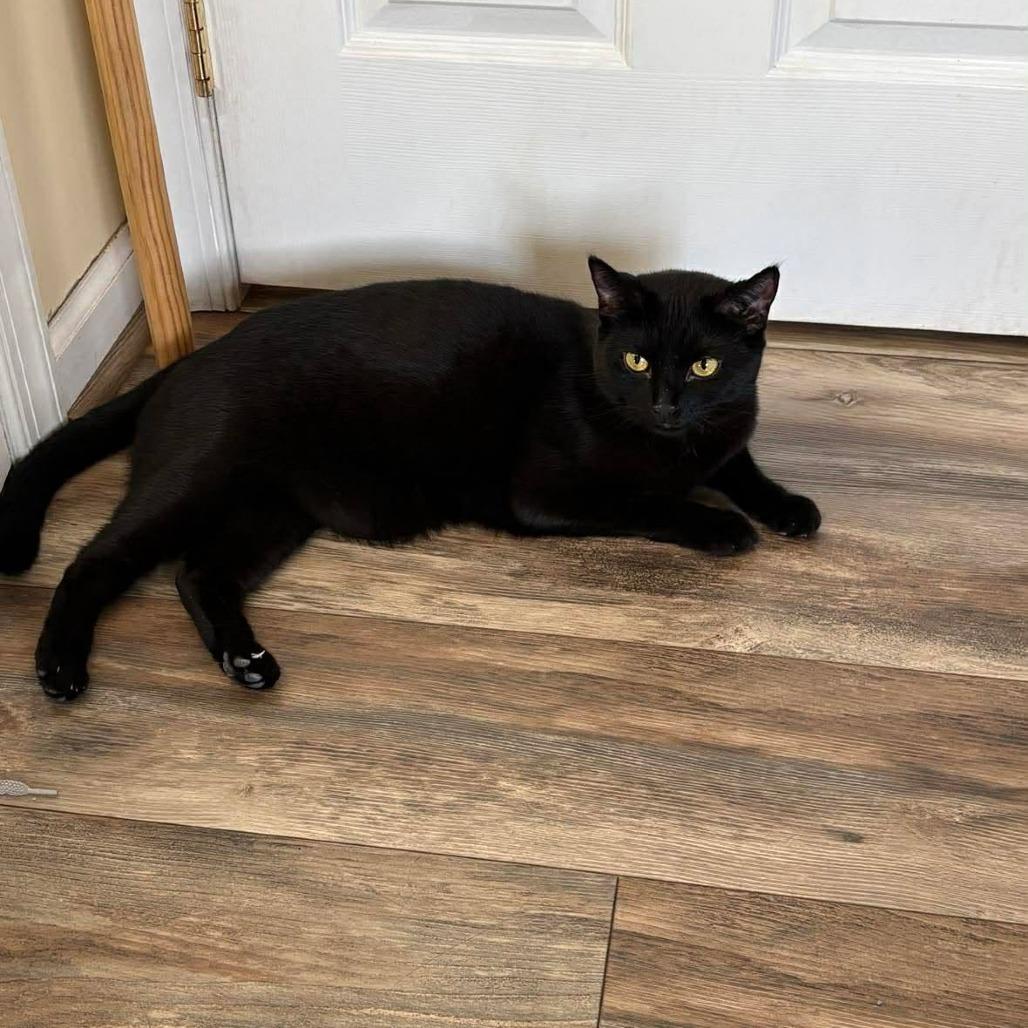Emerald/Cookie, a Adoptable Domestic Short Hair in Winchester, VA image 5/6